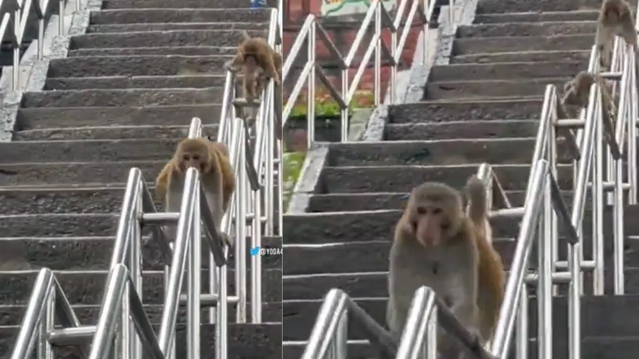 viral wildlife trending news