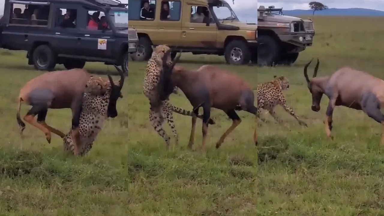 Cheetah and Deer