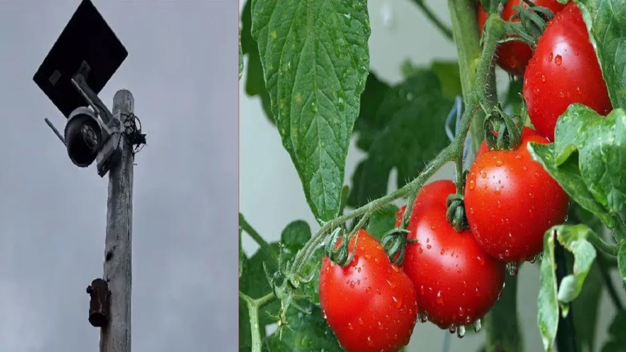 tomato cctv