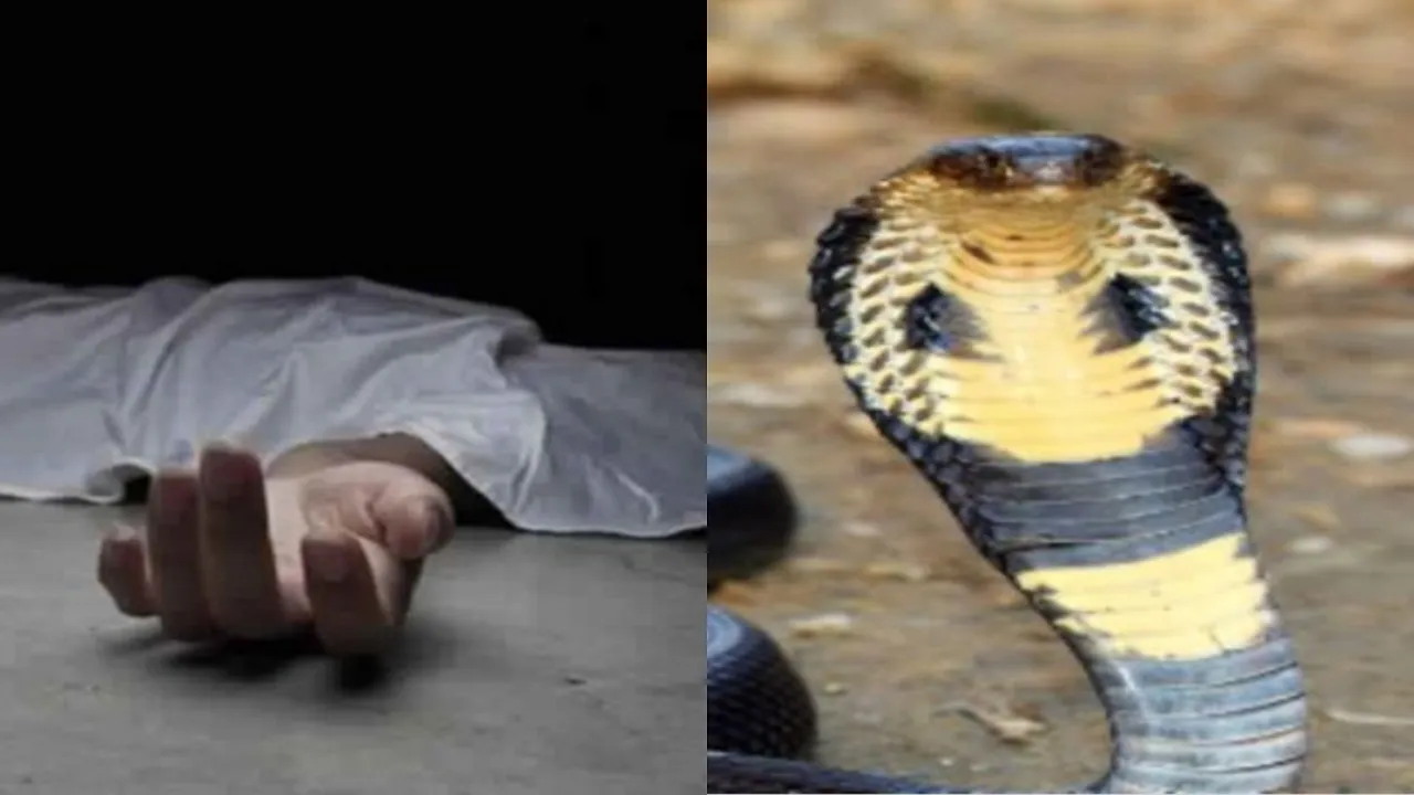 Snakebite Case in Bihar