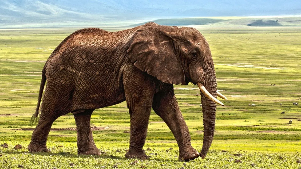 international elephant day