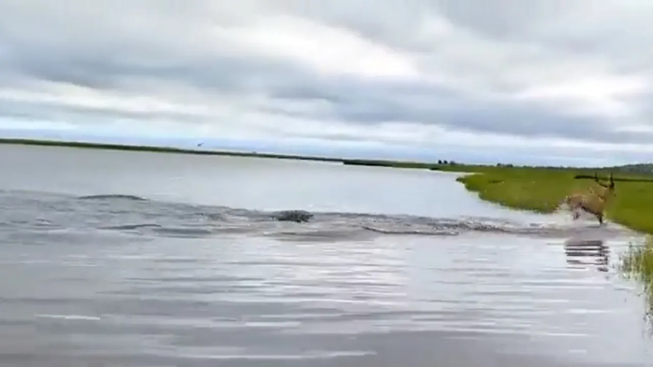 Crocodile Attack