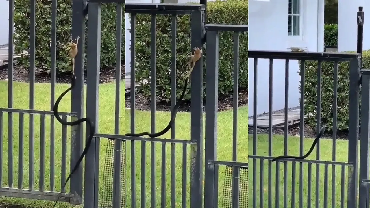 Snake and Frog Fight