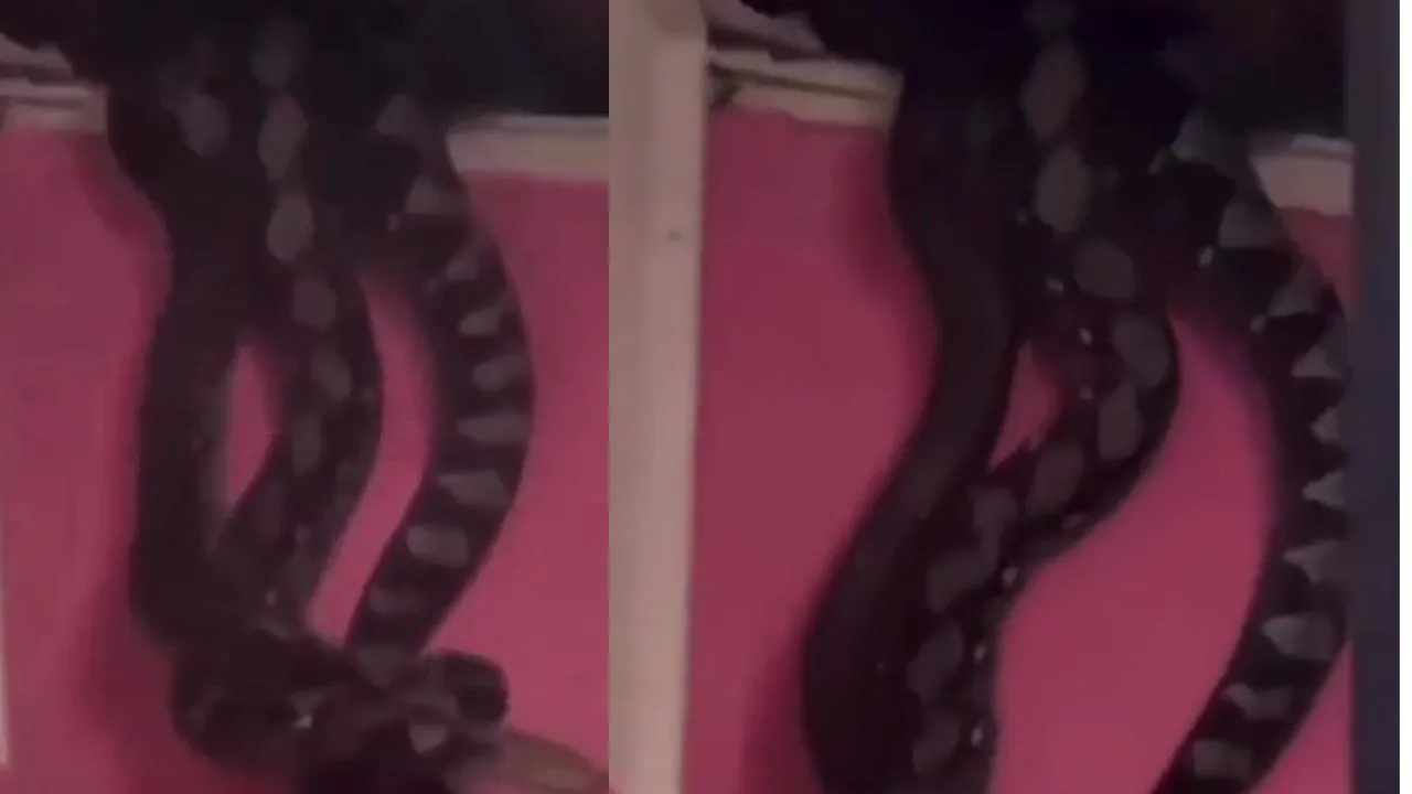 viral snake trending video