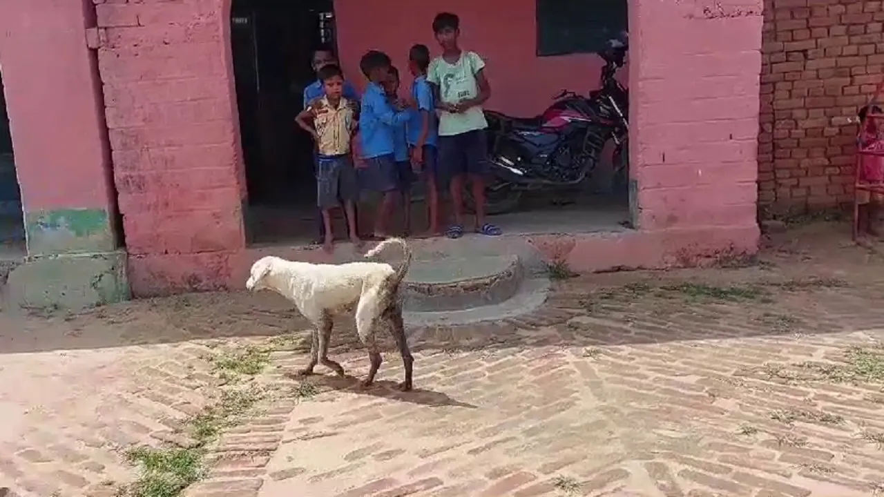 jamui news