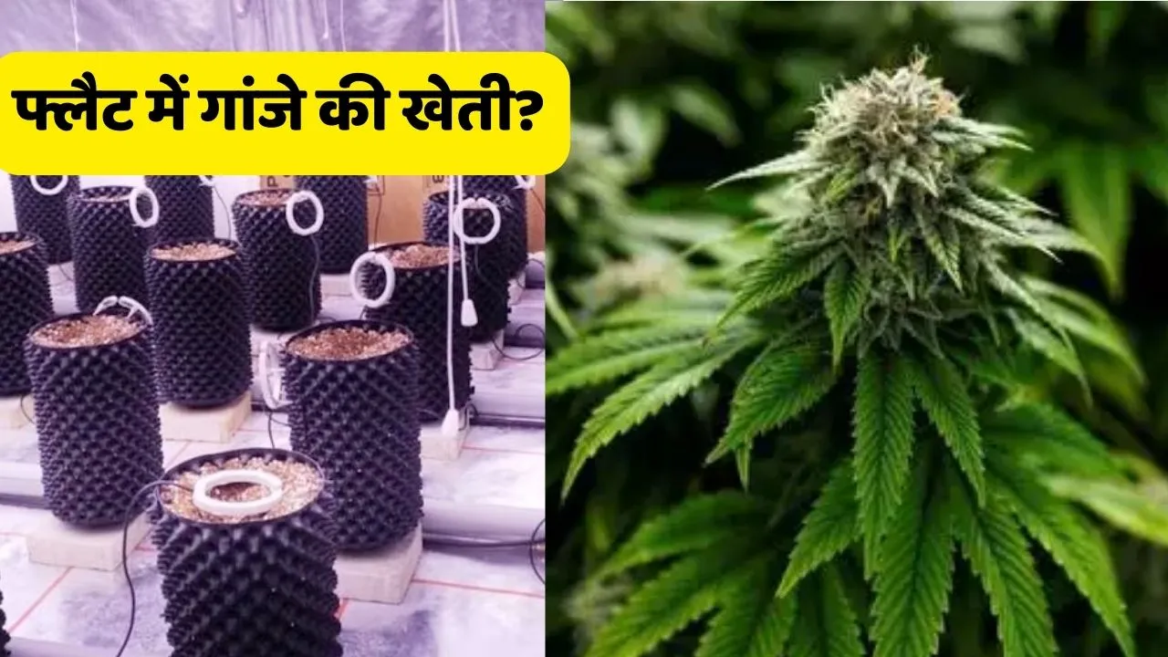 Cannabis was being cultivated in the flat
