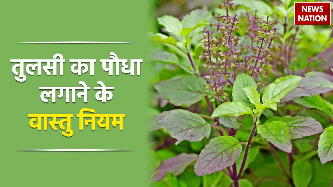 Vastu Tips For Tulsi