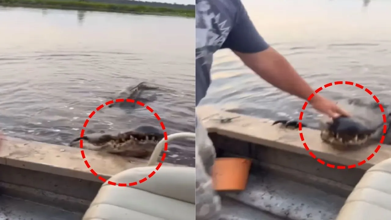 Alligator-video