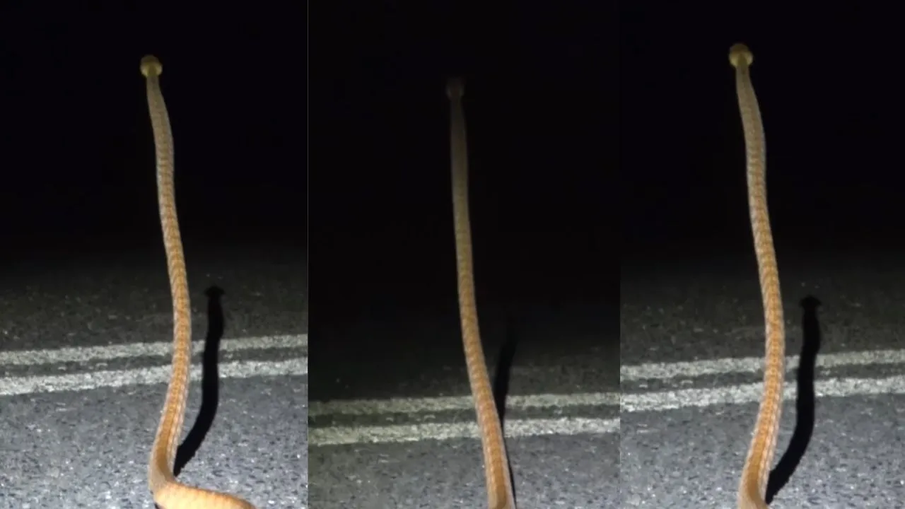 viral wildlife trending video