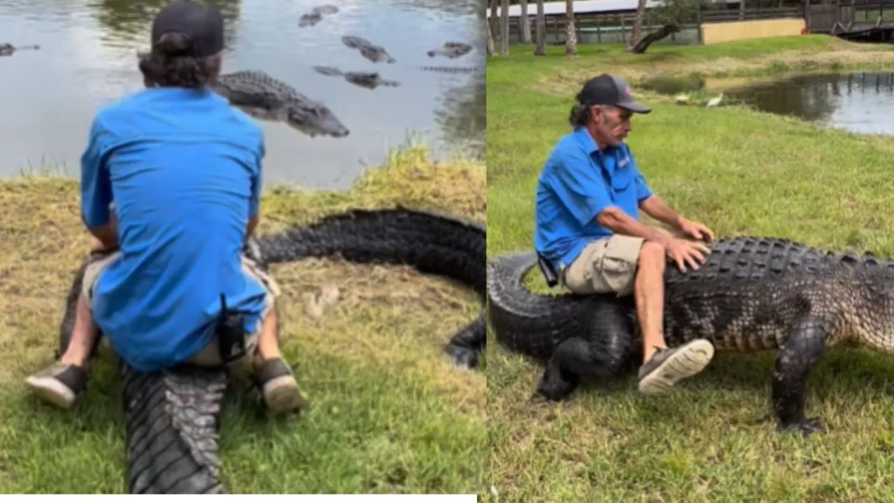 viral wildlife trending video