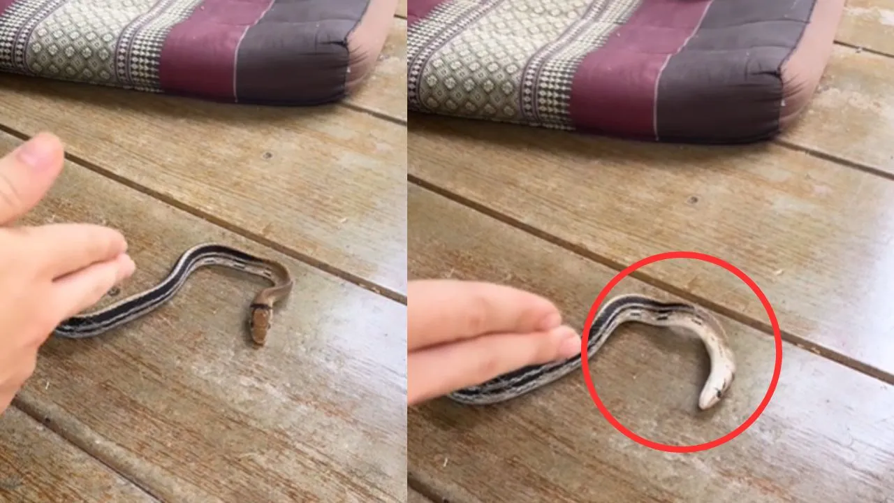 viral wildlife trending video
