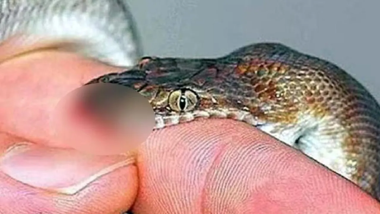 purnia snake