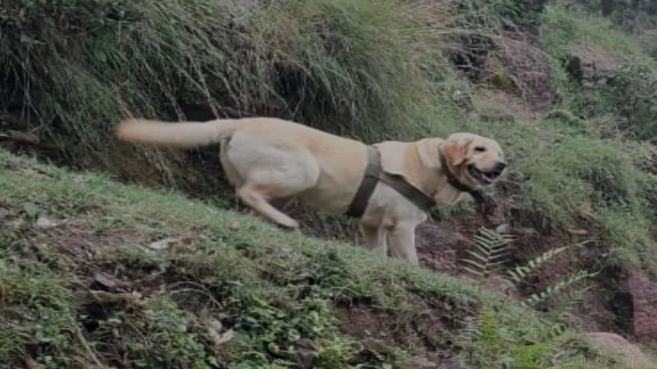 rajouri
