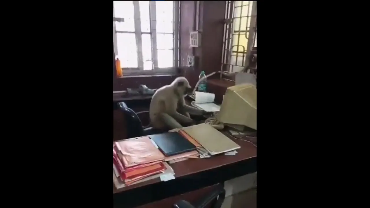 viral trending video