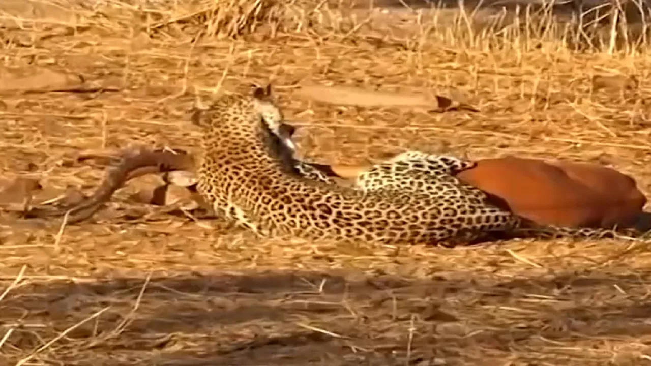 Leopard attack