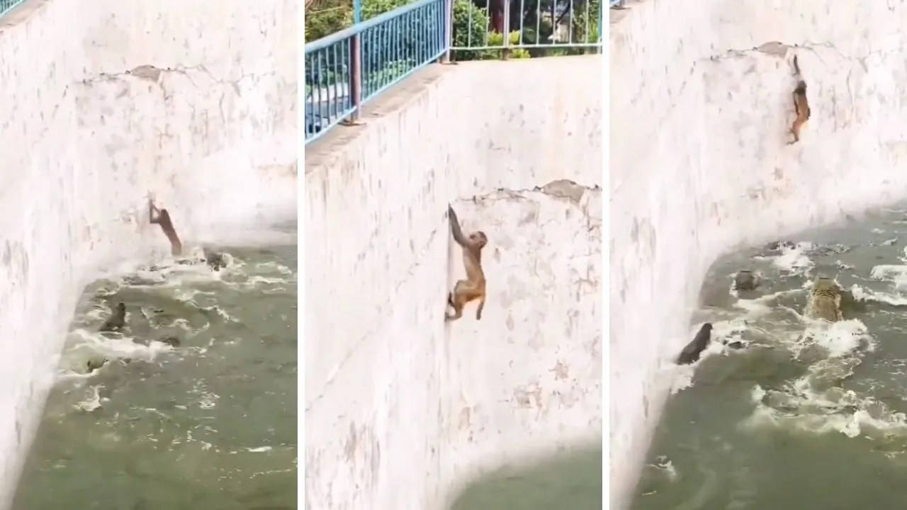 monkey and crocodile