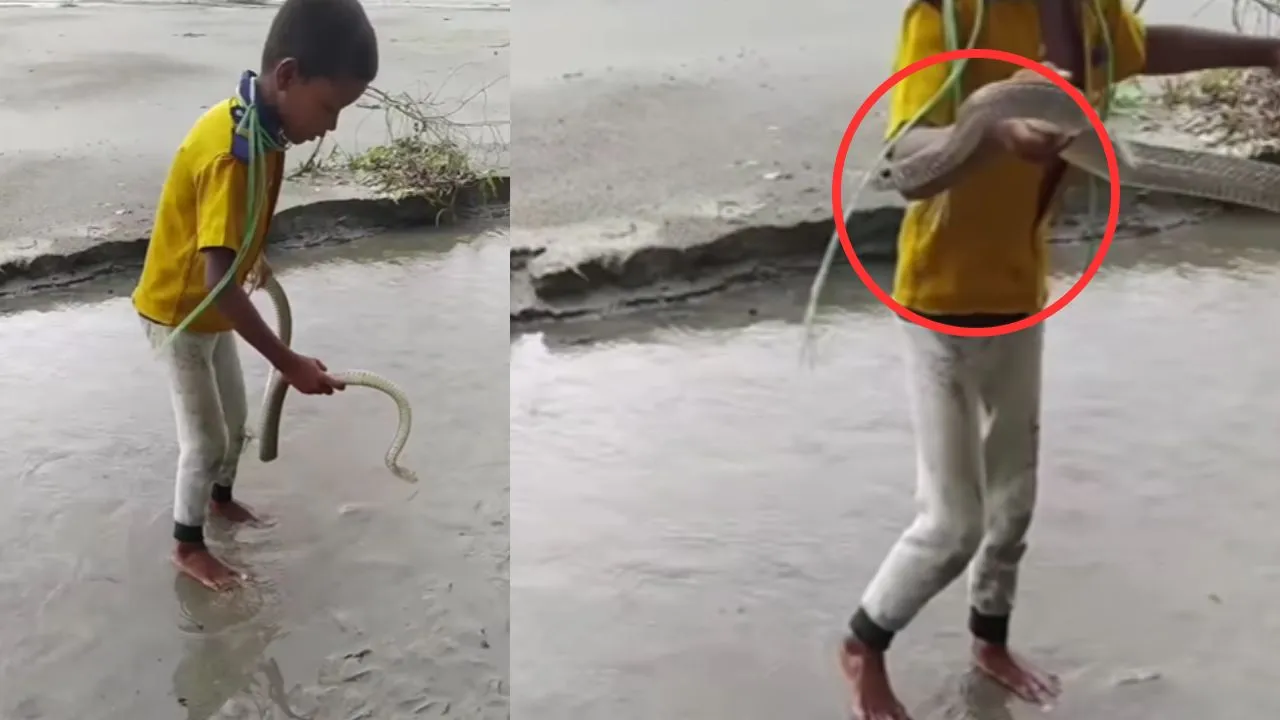 viral trending video
