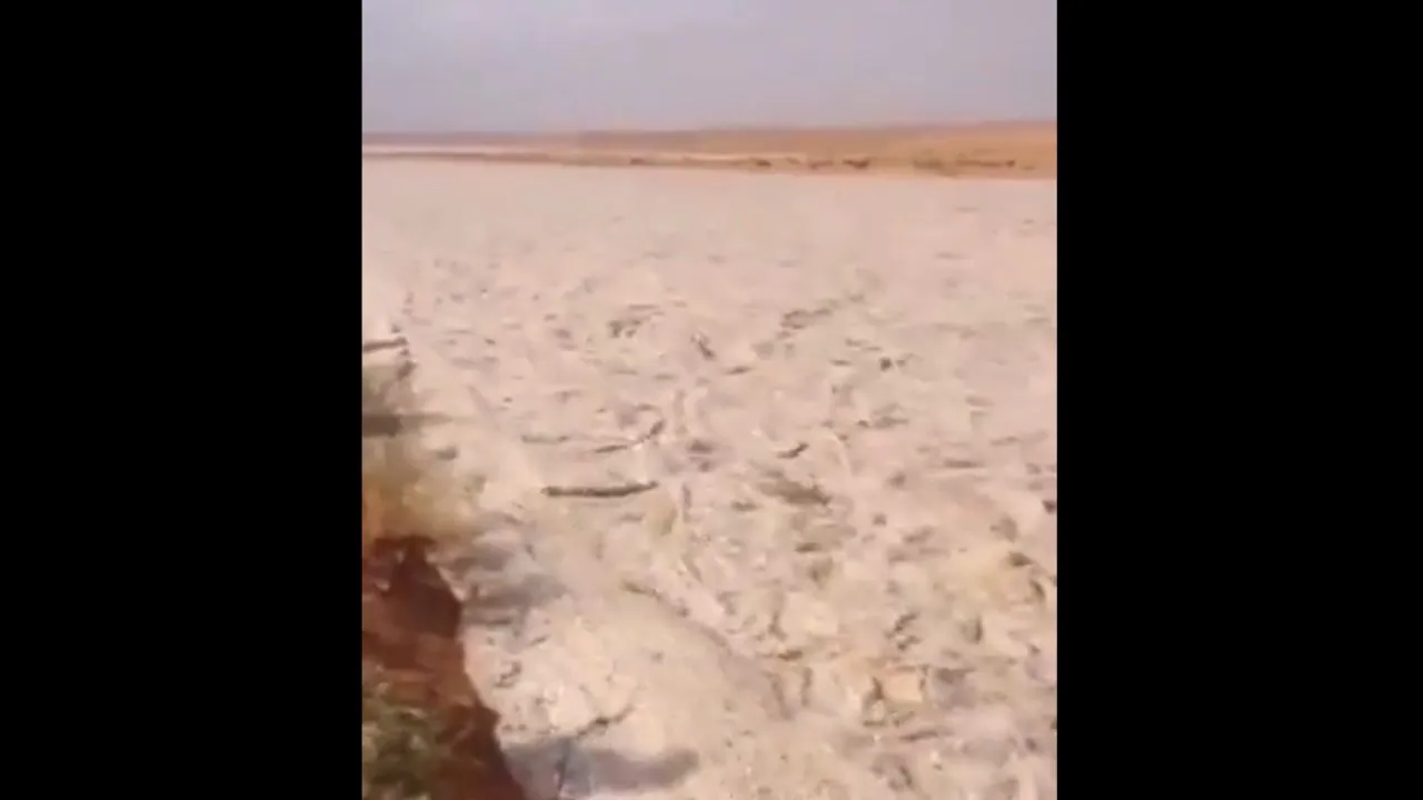 viral trending video