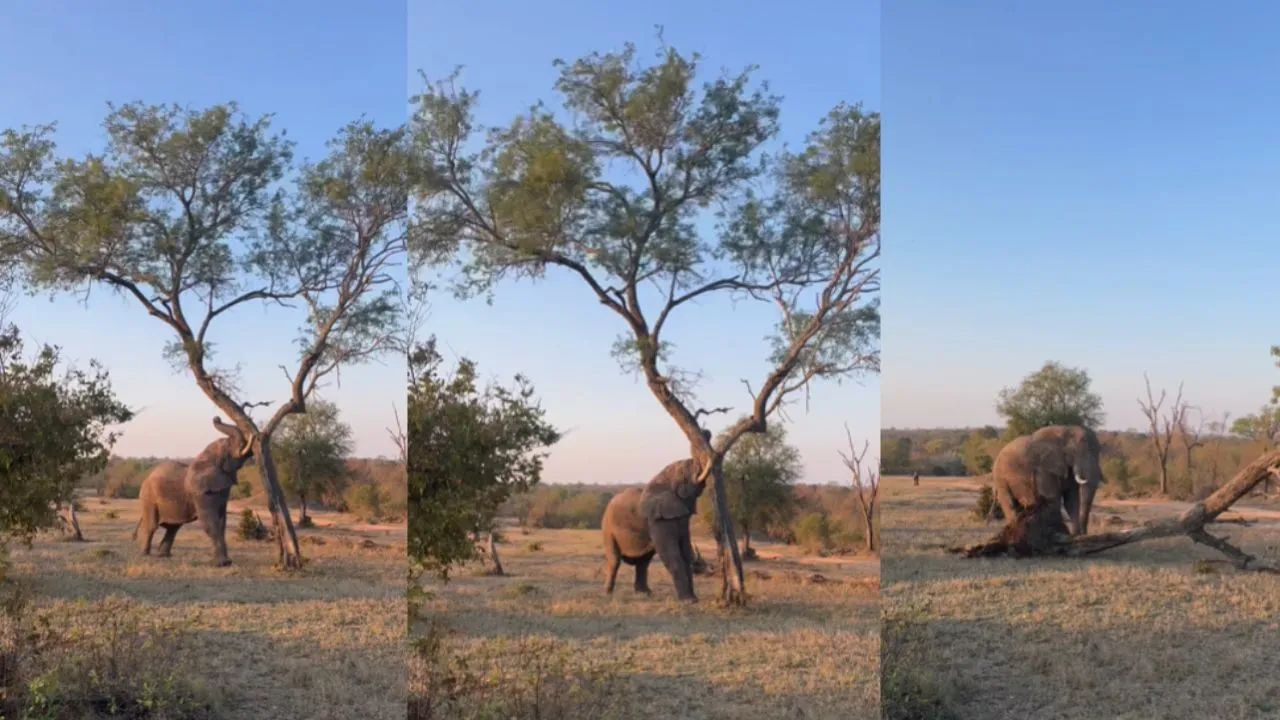 viral wildlife trending video