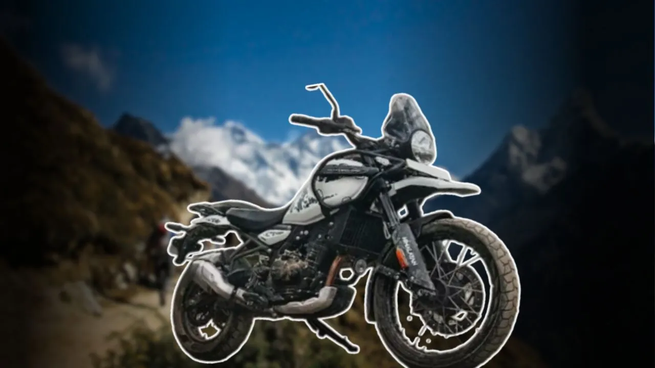 Himalayan-452