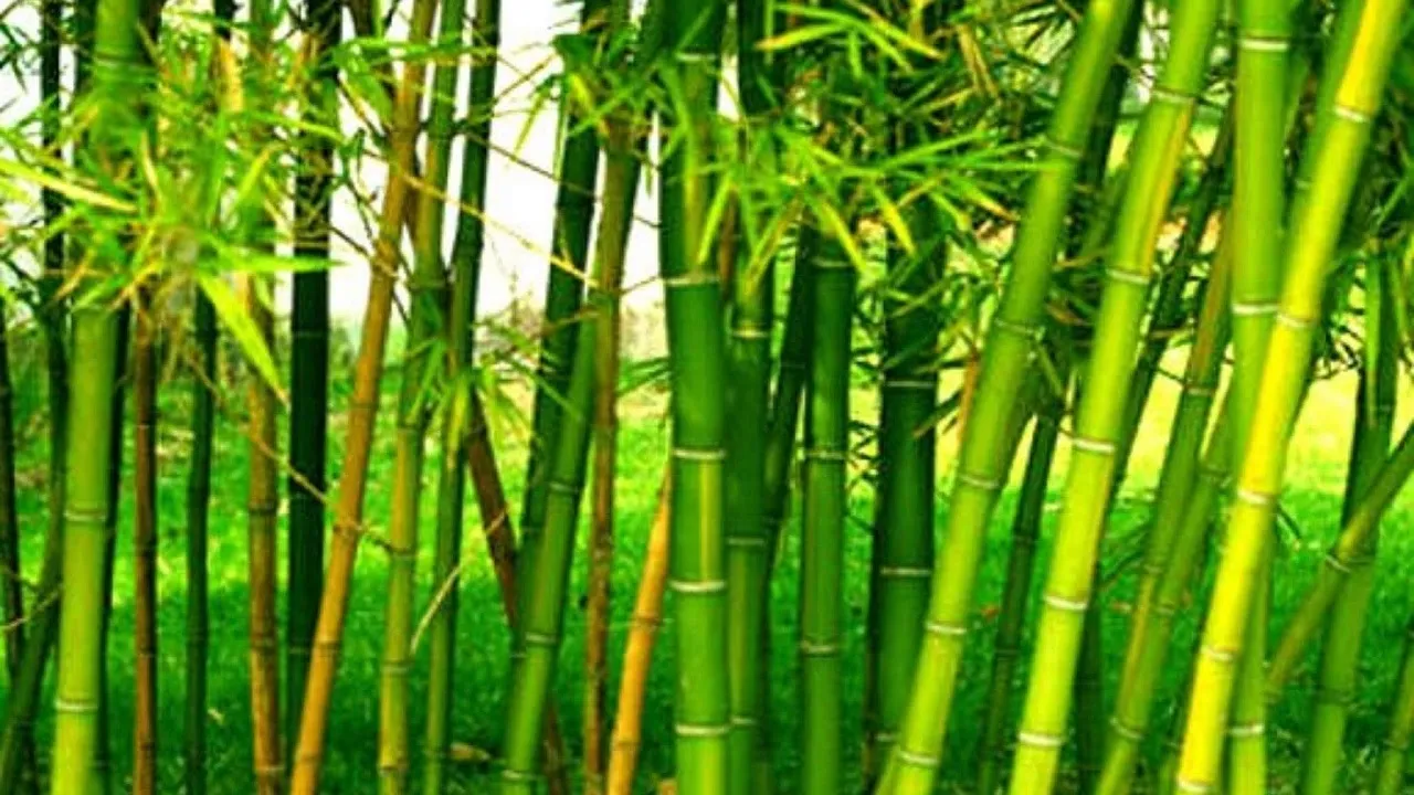 bamboo