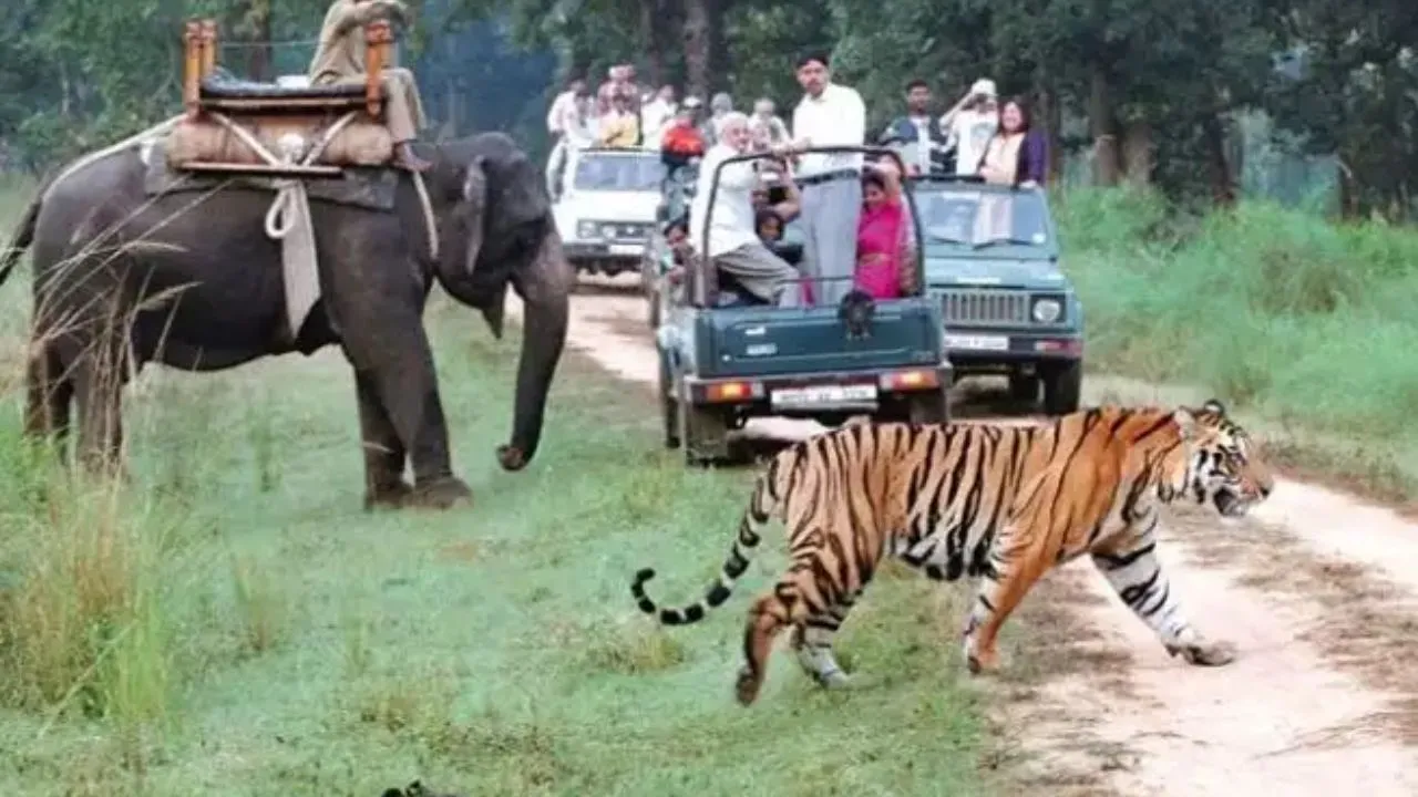 national tiger reserve forest