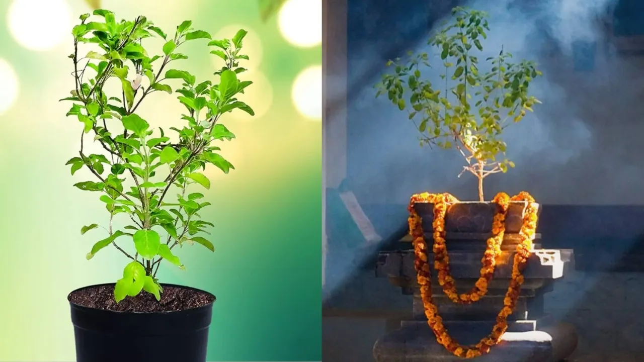 Vastu Tips for Tulsi