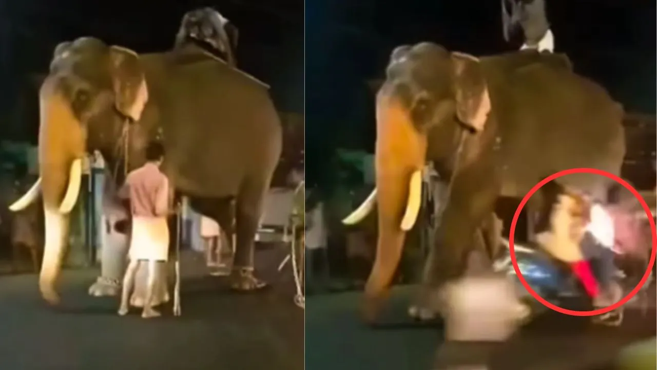 viral wildlife trending video