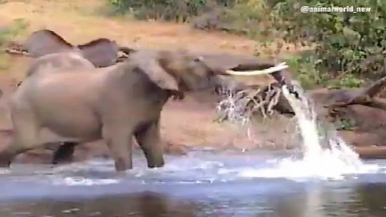 Crocodile attack