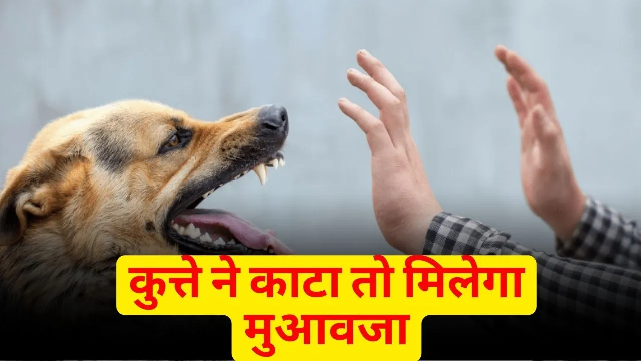 dog bite cases