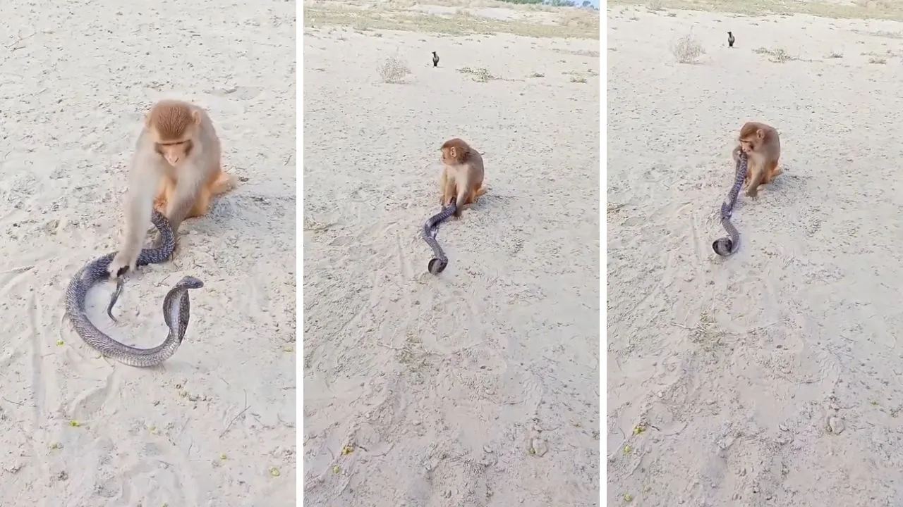 Monkey and Cobra