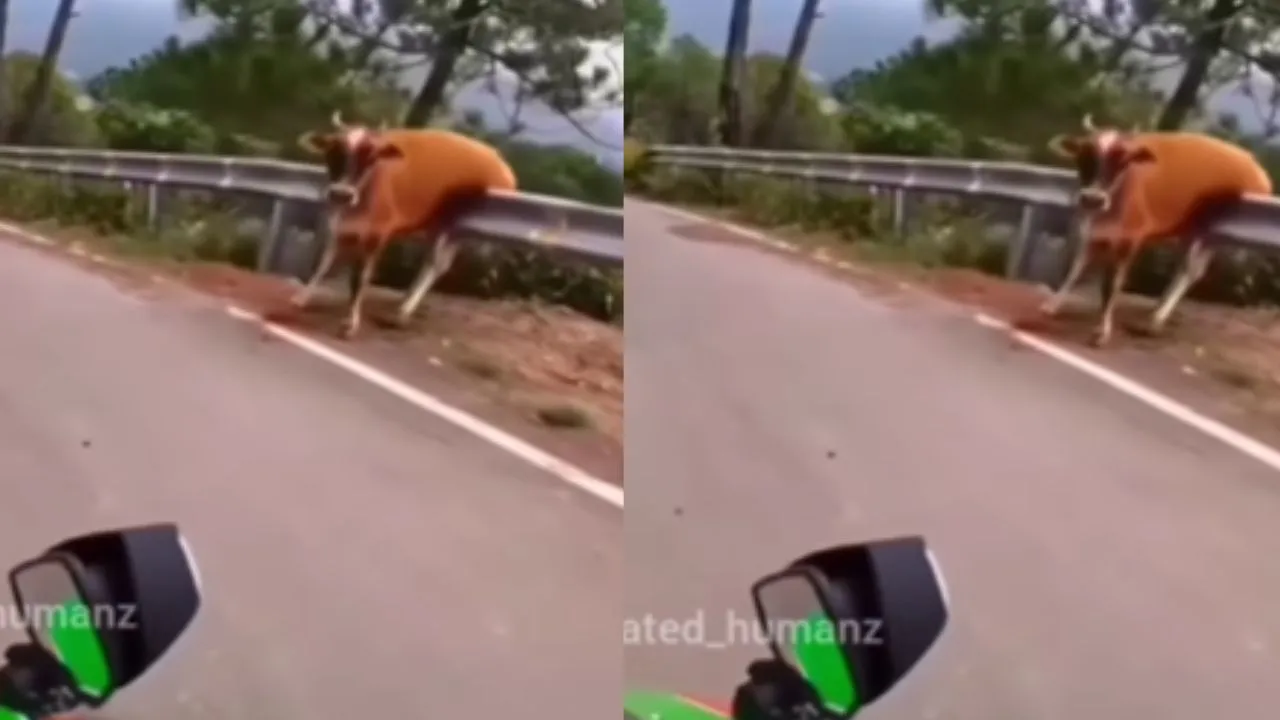 Viral Video