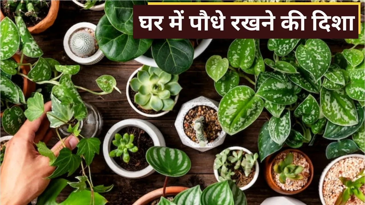 according to vastu what is the effect of planting which trees and plants in which direction of the h