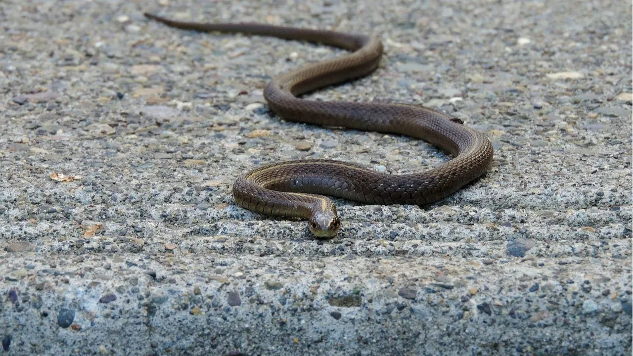 Viral snake Video