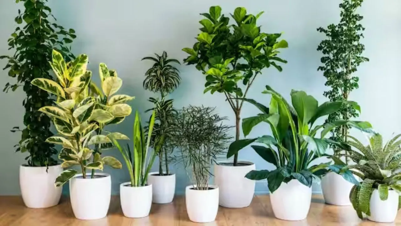 winter_plant