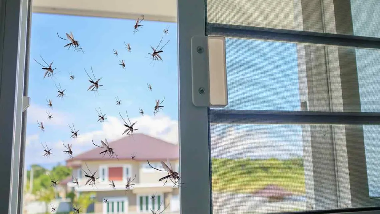 mosquito