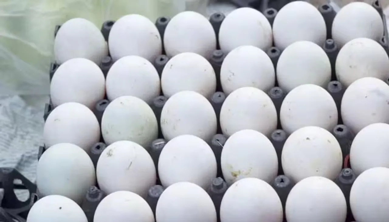 Original Egg