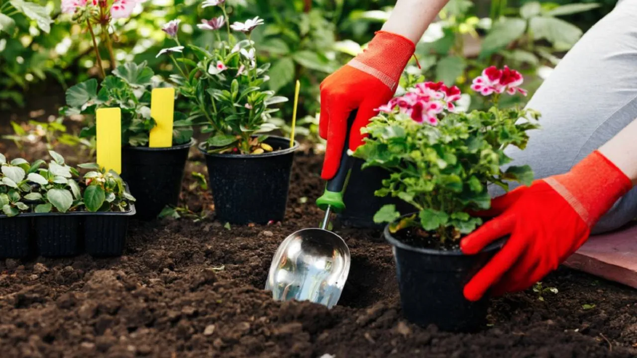 how to take care of plants in winter