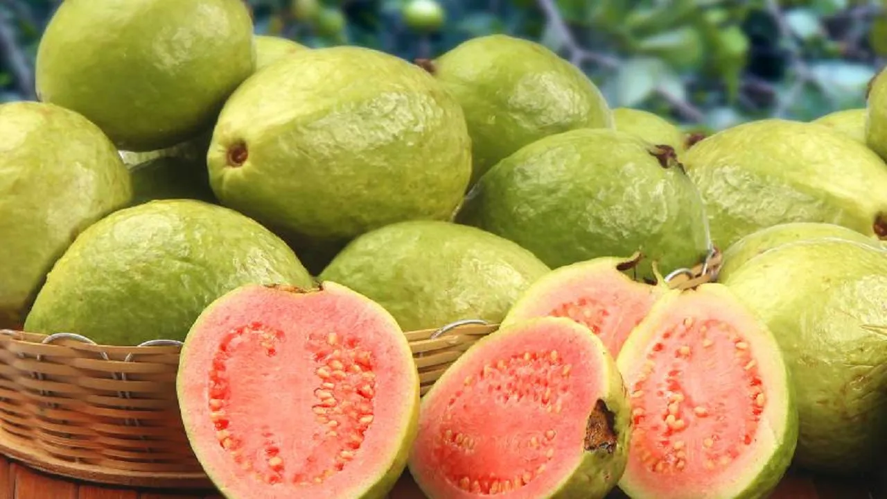 Benefits Of Guava health benefits of guava in winters