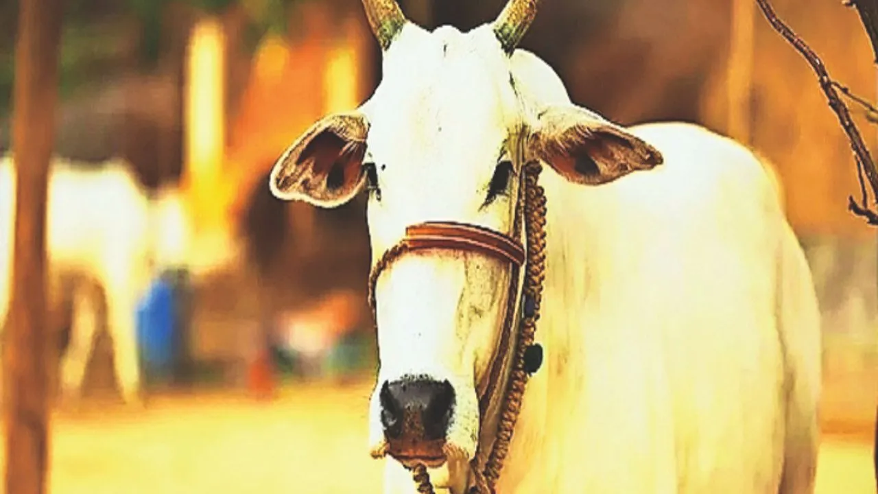 gau_daan
