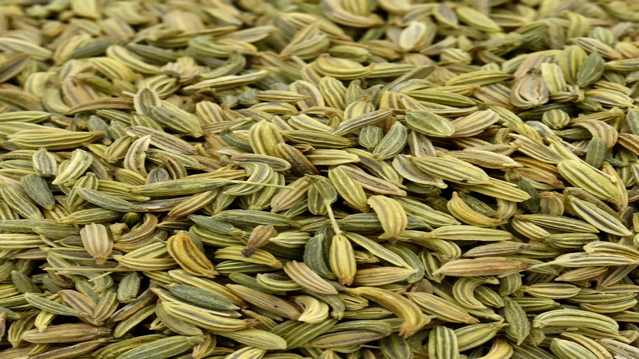fennel