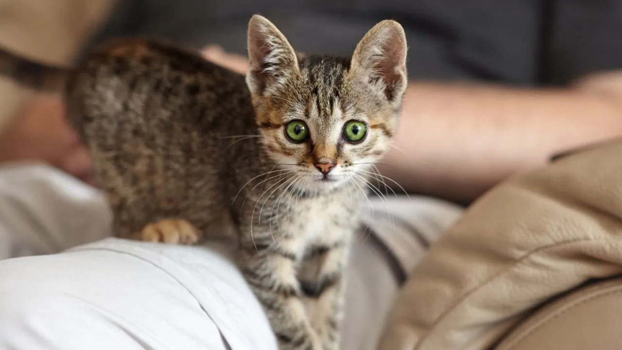 keeping a cat