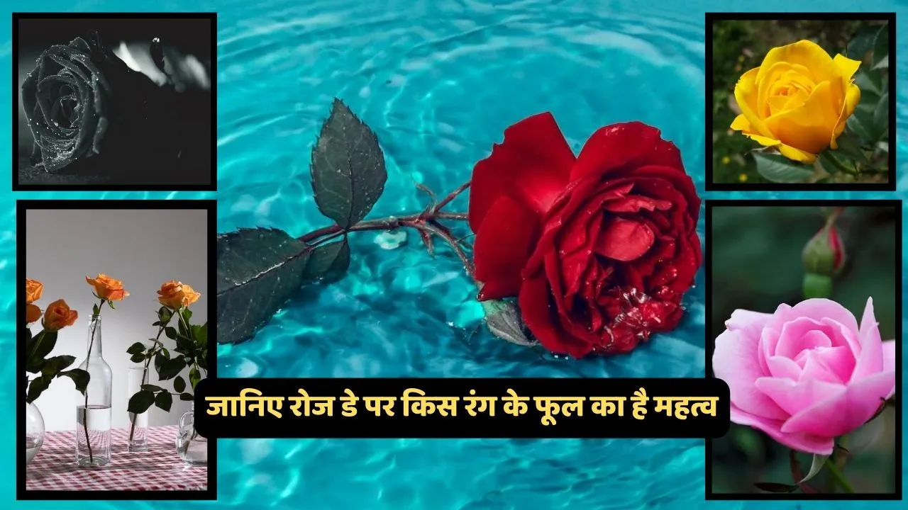 Rose Day 2024