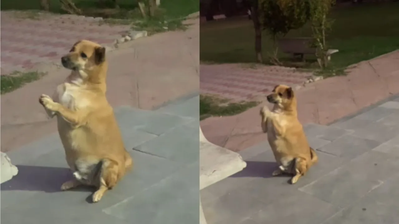 viral video