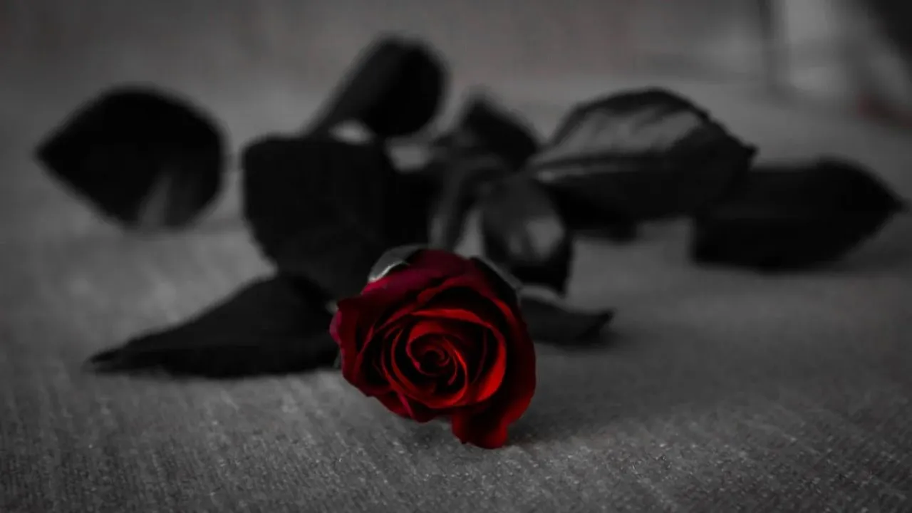 Why do lovers give roses only