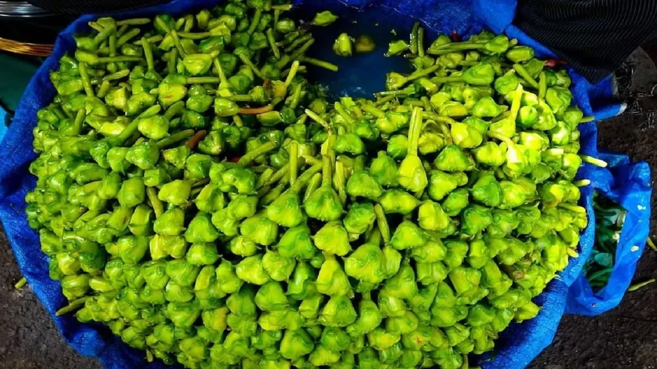 water chestnut