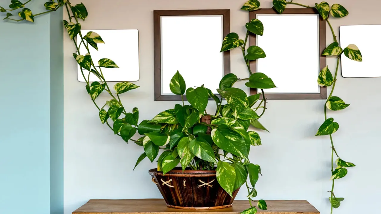 Money Plant Tips