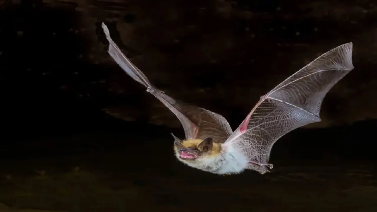 bat