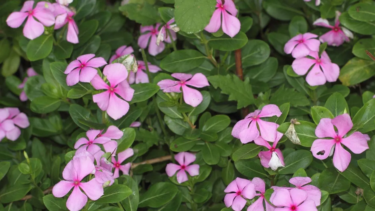 plant
