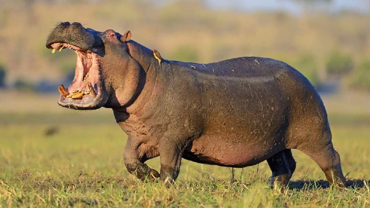 World Hippo Day
